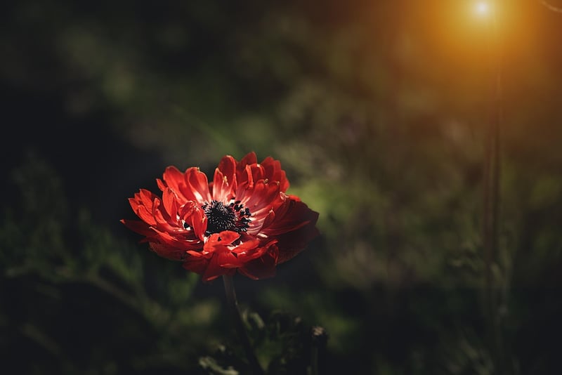 Midnight Garden Glow